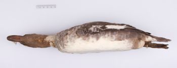 Media type: image;   Ornithology 204093